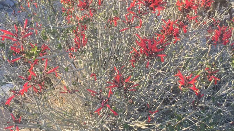Desert View Trail - Mt Laguna, CA