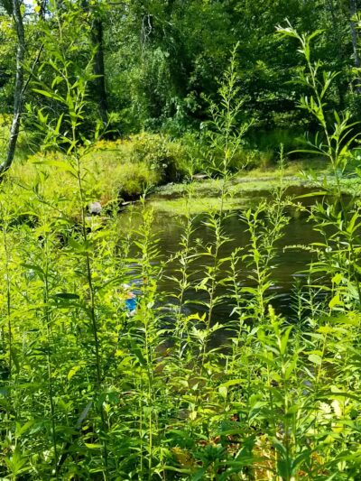 Merry Hill Trail - Mt Pocono, PA