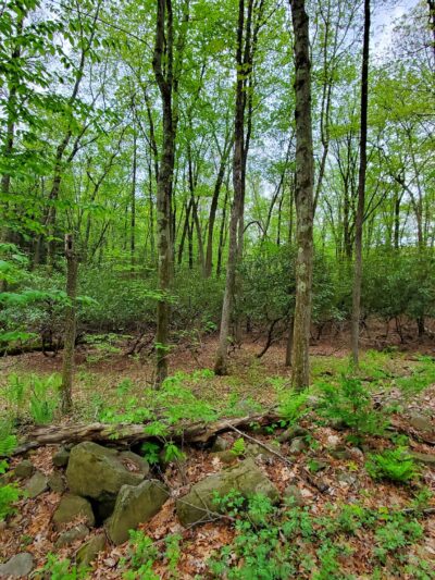 Merry Hill Trail - Mt Pocono, PA