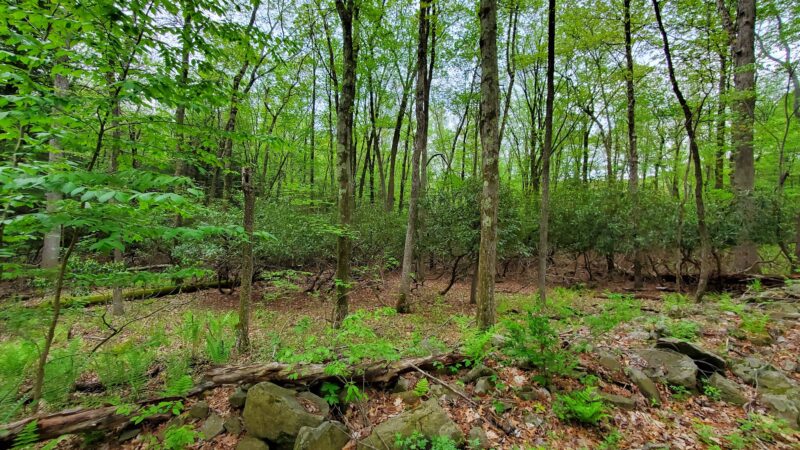Merry Hill Trail - Mt Pocono, PA