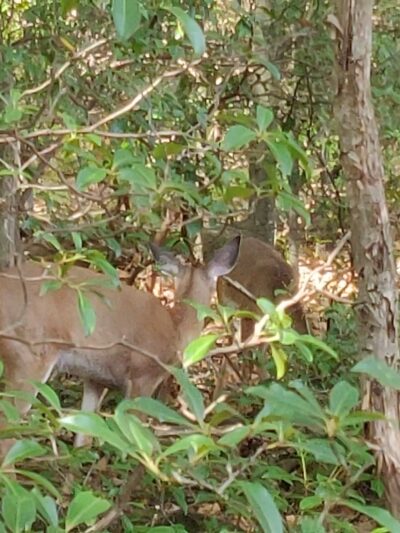 Mount Pocono Campground - Mt Pocono, PA