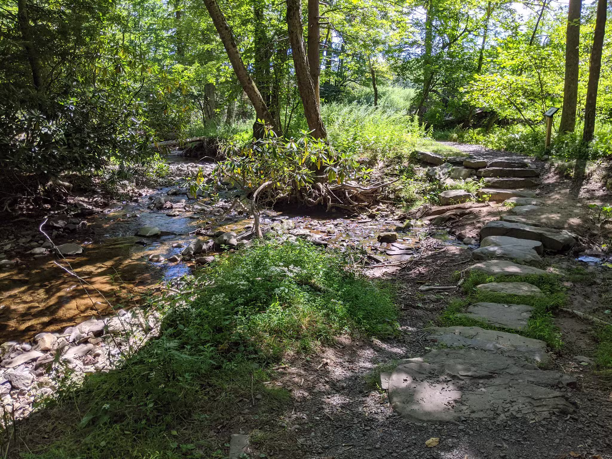 Woodland Trail - Mount Airy Trail Network - Mt Pocono, PA
