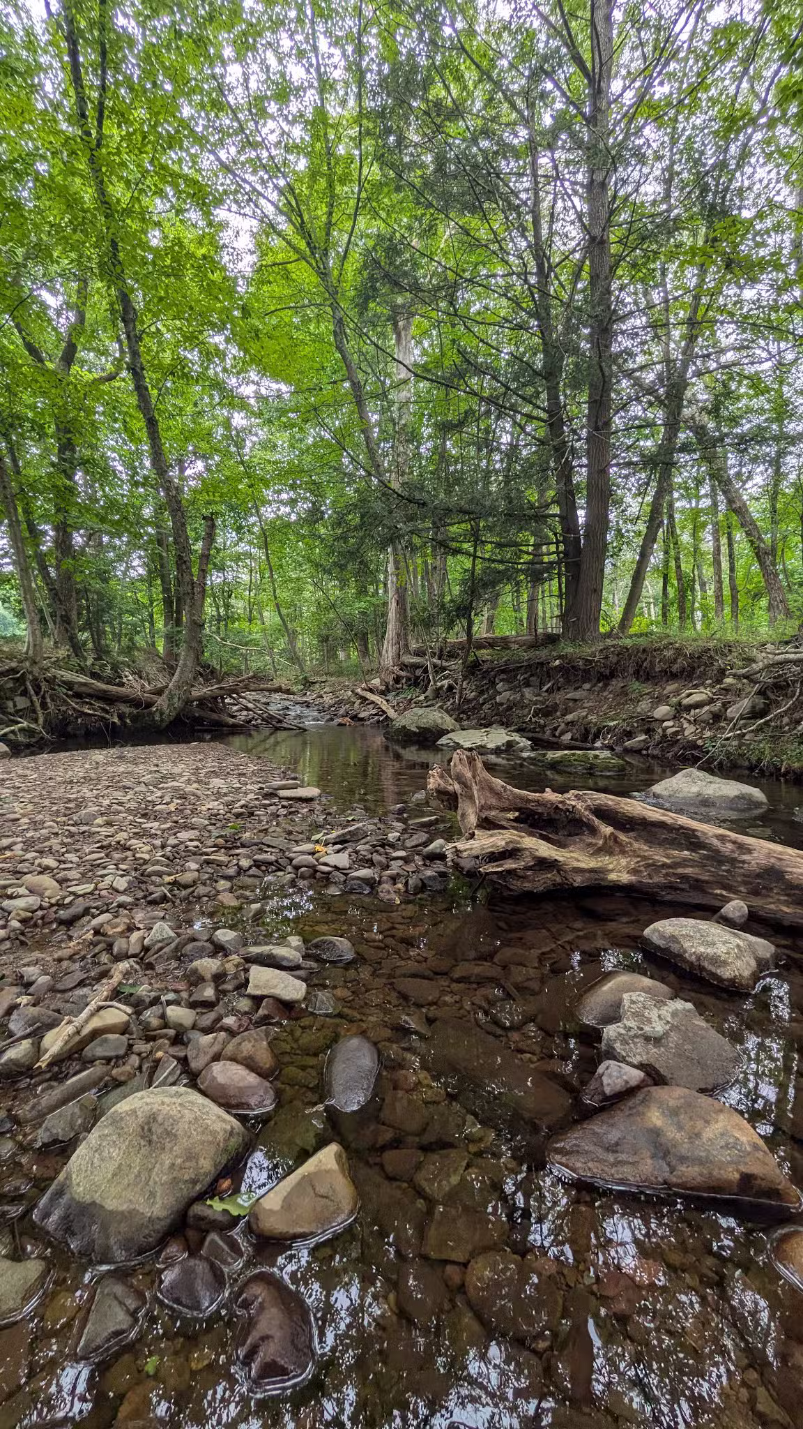 Woodland Trail - Mount Airy Trail Network - Mt Pocono, PA