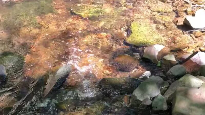 Woodland Trail - Mount Airy Trail Network - Mt Pocono, PA