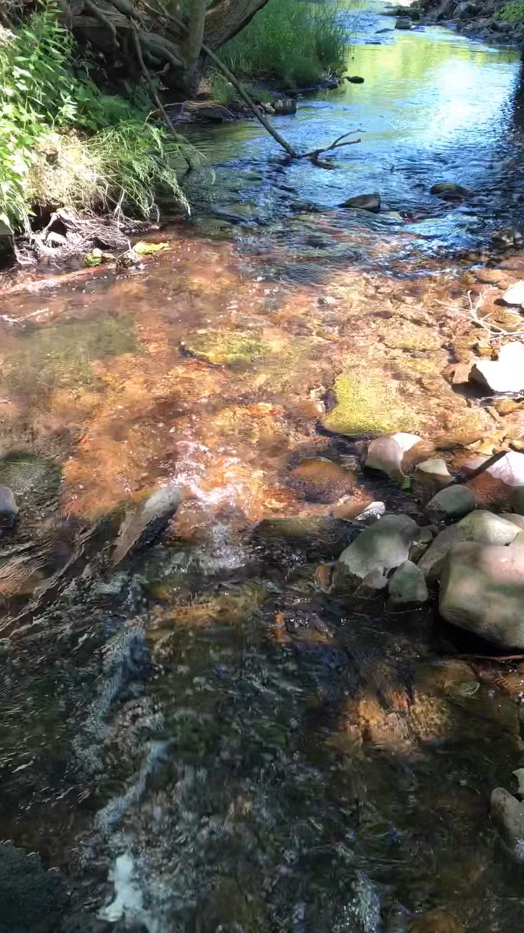 Woodland Trail - Mount Airy Trail Network - Mt Pocono, PA