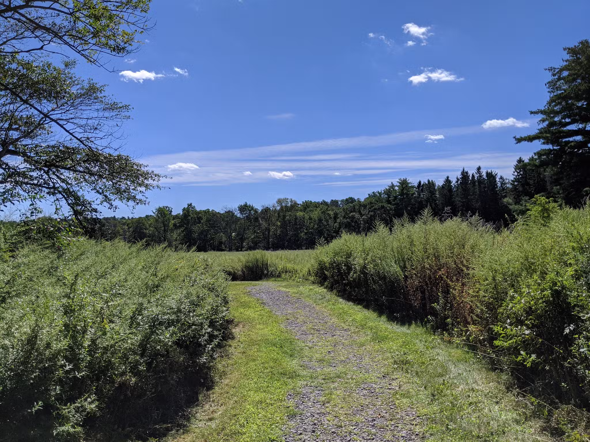 Woodland Trail - Mount Airy Trail Network - Mt Pocono, PA