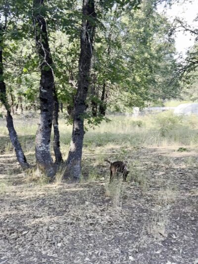 Shastice dog park - Mt Shasta, CA