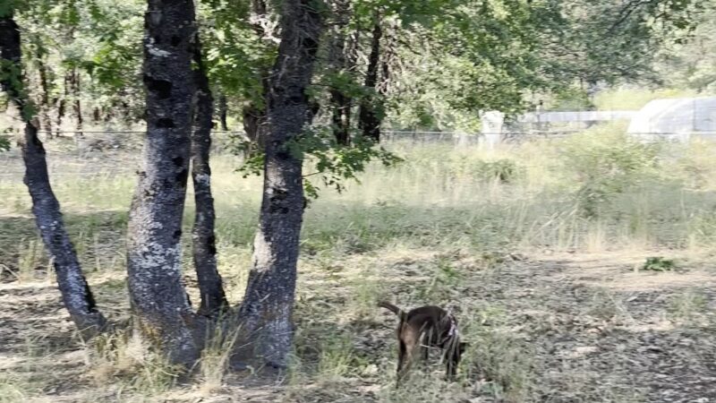Shastice dog park - Mt Shasta, CA