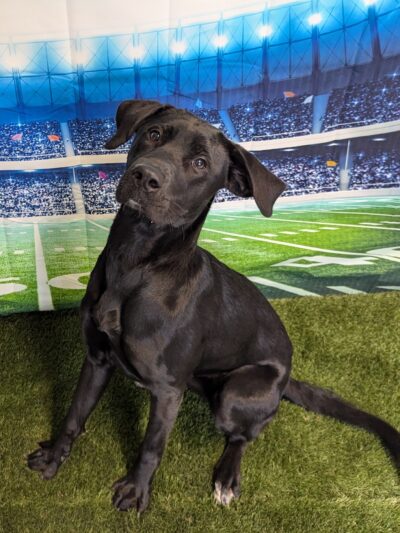 Hidden Acres Dog Resort - Mulvane, KS