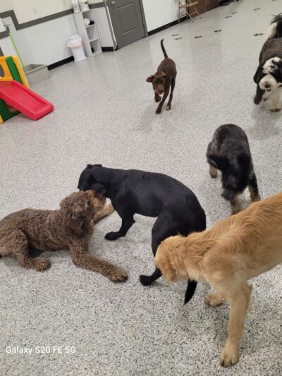 Hidden Acres Dog Resort - Mulvane, KS