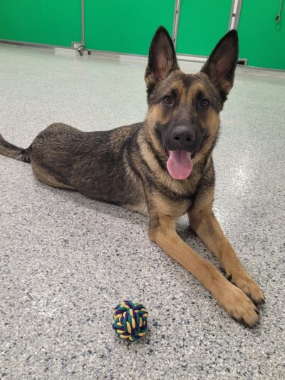 Hidden Acres Dog Resort - Mulvane, KS