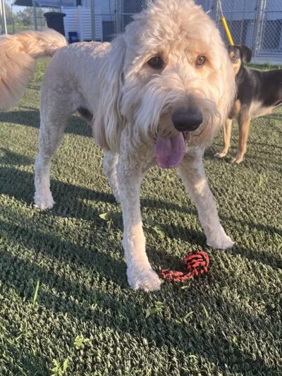 Hidden Acres Dog Resort - Mulvane, KS