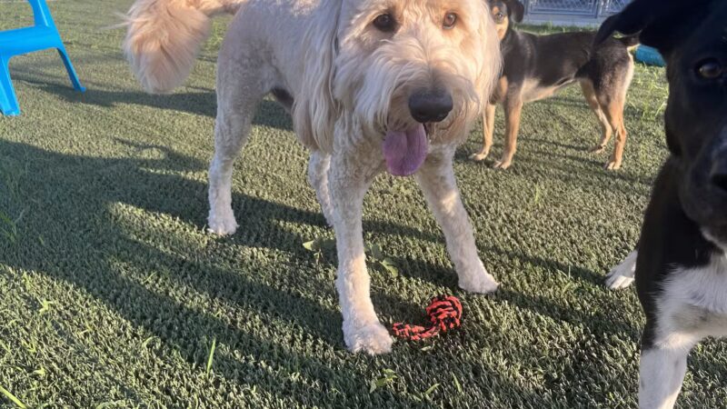 Hidden Acres Dog Resort - Mulvane, KS