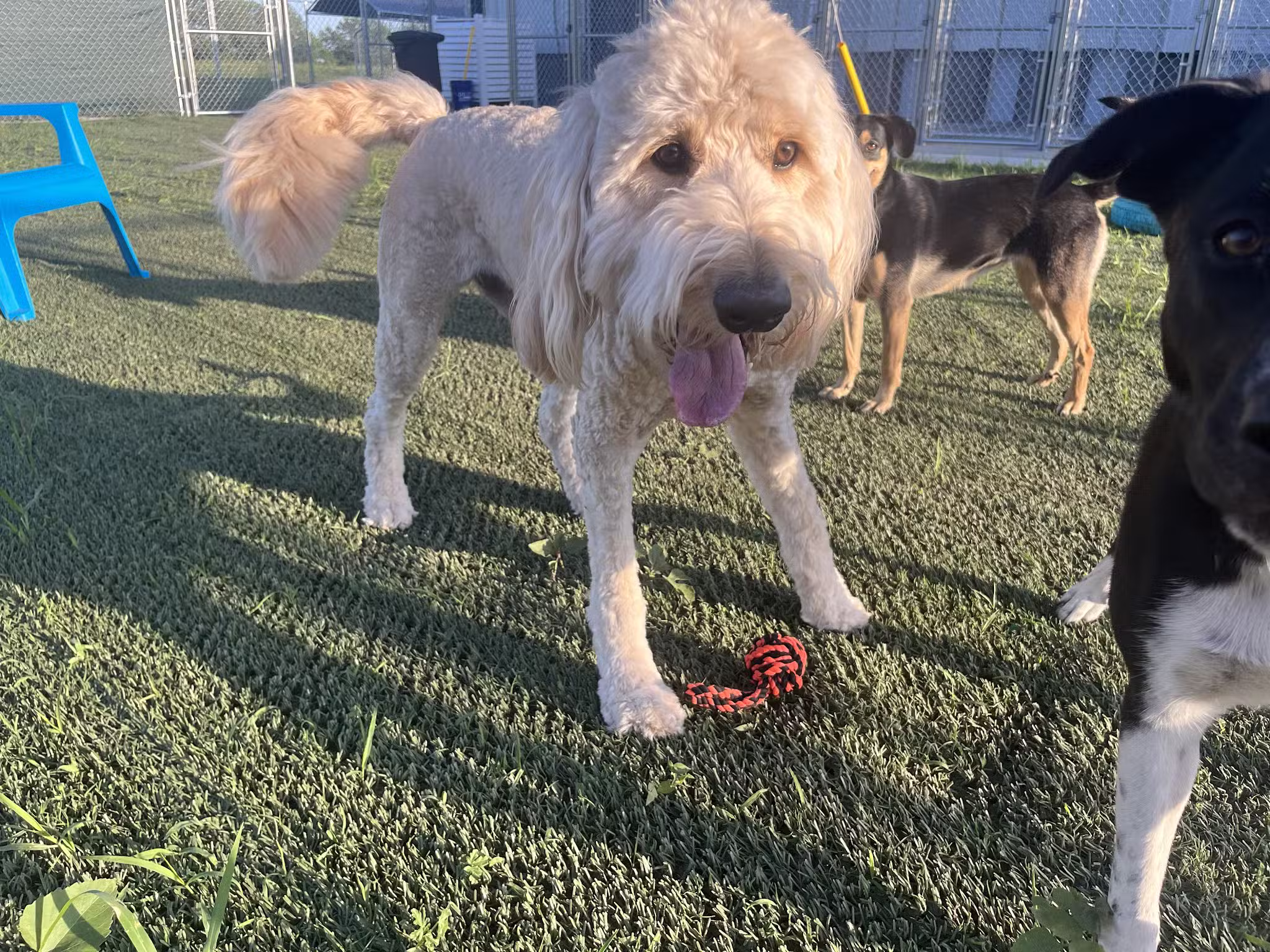 Hidden Acres Dog Resort - Mulvane, KS