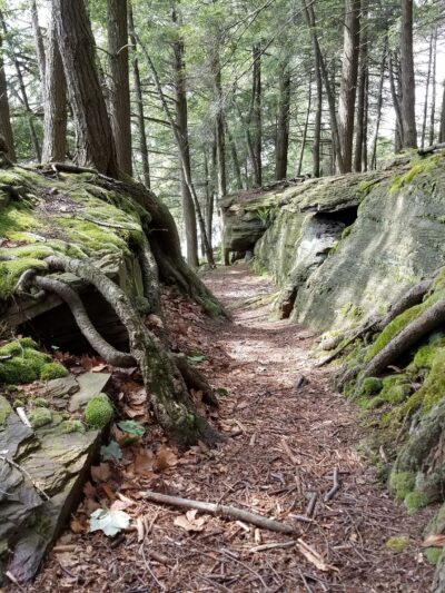 The Laurel Path - Muncy Valley, PA