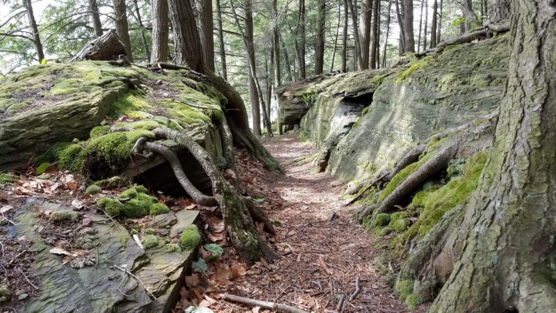 The Laurel Path - Muncy Valley, PA