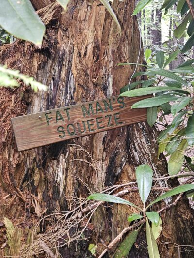 The Laurel Path - Muncy Valley, PA