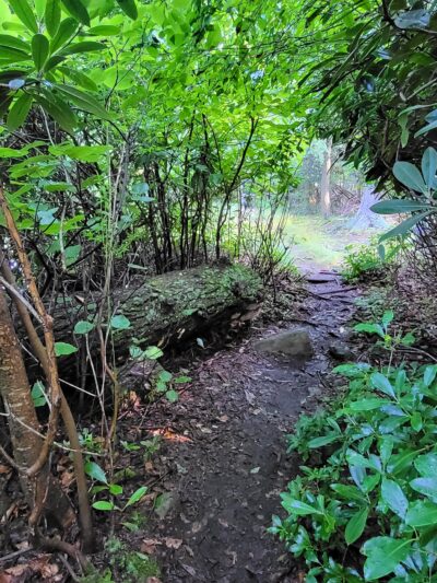 The Laurel Path - Muncy Valley, PA