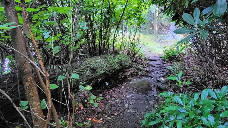 The Laurel Path - Muncy Valley, PA