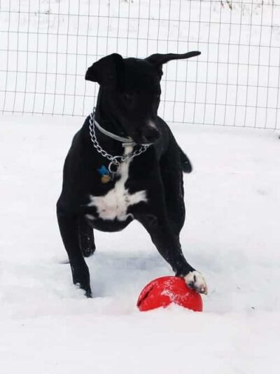 Country Hound Kennels - Munnsville, NY