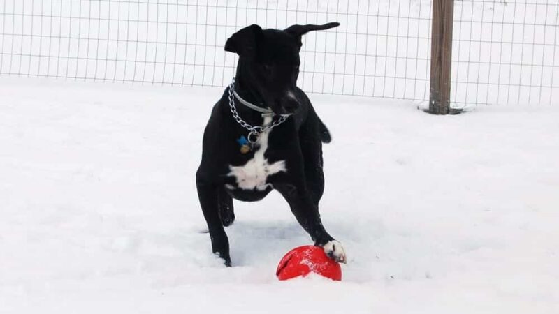 Country Hound Kennels - Munnsville, NY