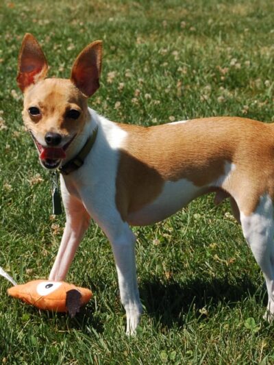 Country Hound Kennels - Munnsville, NY