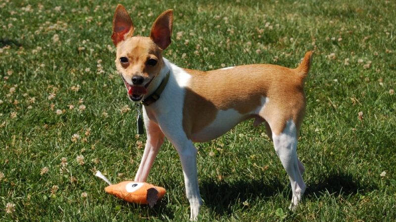 Country Hound Kennels - Munnsville, NY
