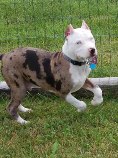 Country Hound Kennels - Munnsville, NY