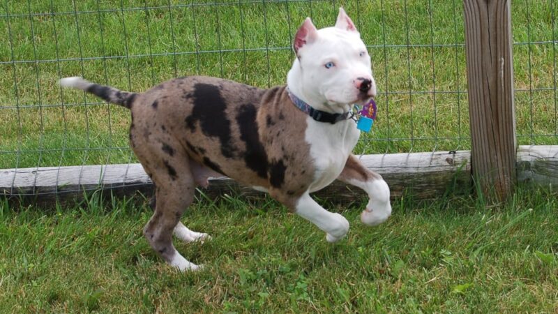 Country Hound Kennels - Munnsville, NY