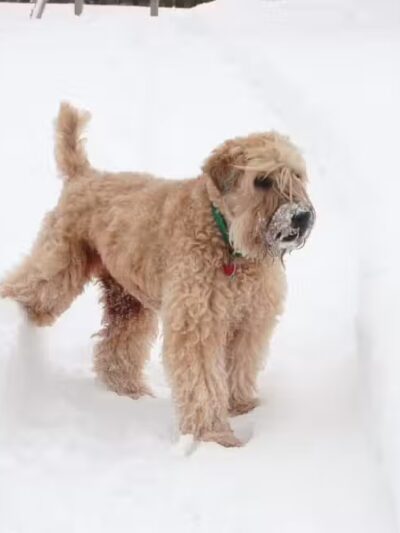 Country Hound Kennels - Munnsville, NY