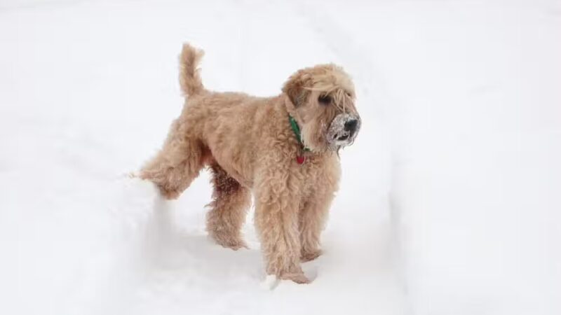 Country Hound Kennels - Munnsville, NY