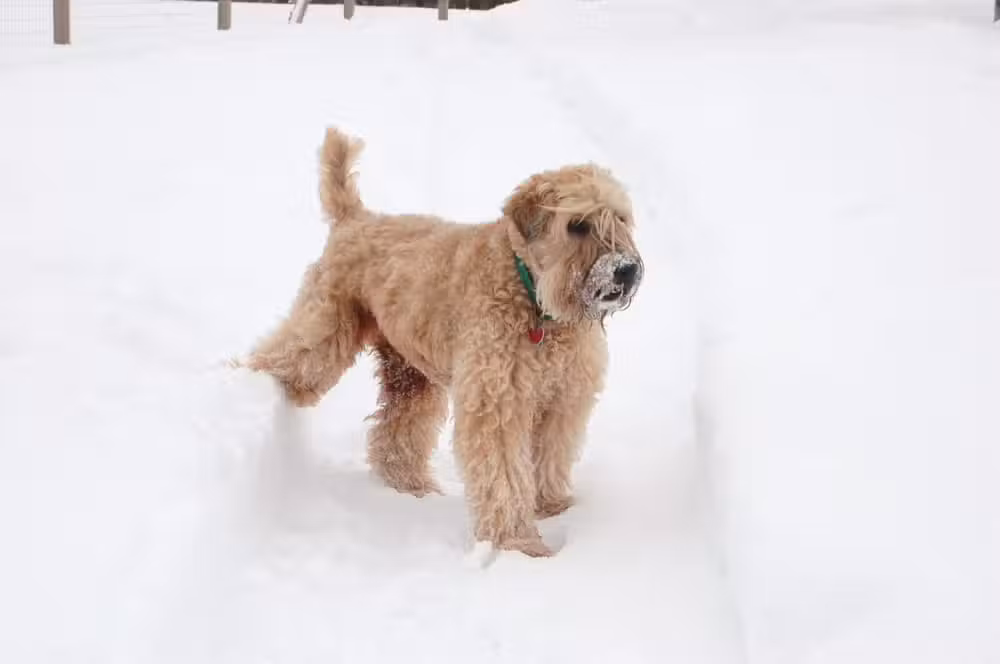 Country Hound Kennels - Munnsville, NY