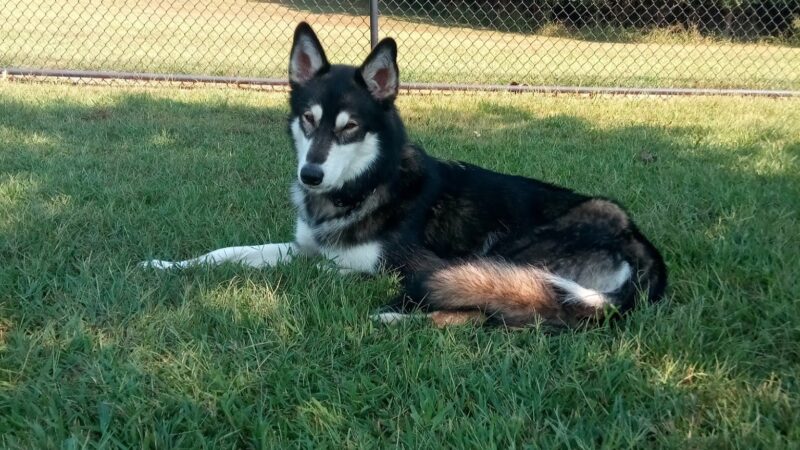 Guenther Willows Dog Park - Murrieta, CA