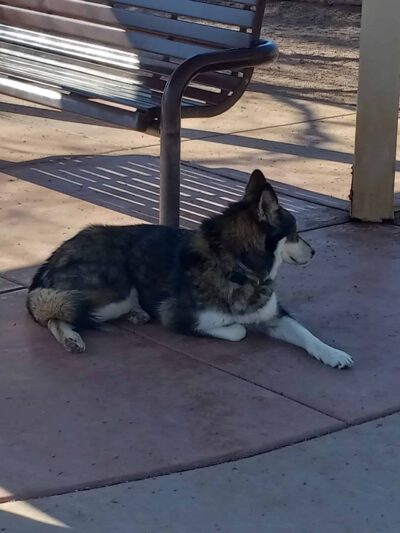 Guenther Willows Dog Park - Murrieta, CA