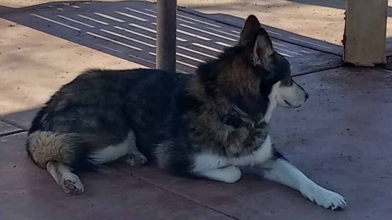 Guenther Willows Dog Park - Murrieta, CA