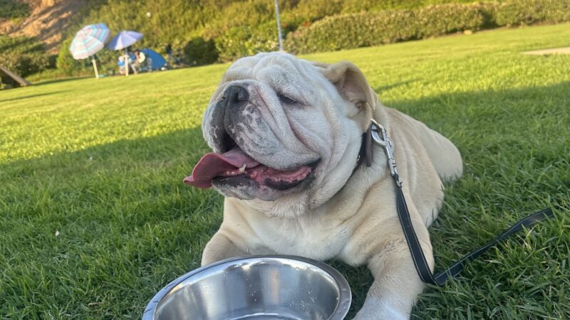 Guenther Willows Dog Park - Murrieta, CA