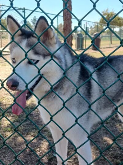 Torrey Pines Dog Park - Murrieta, CA