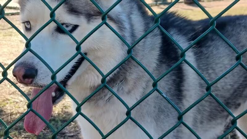 Torrey Pines Dog Park - Murrieta, CA