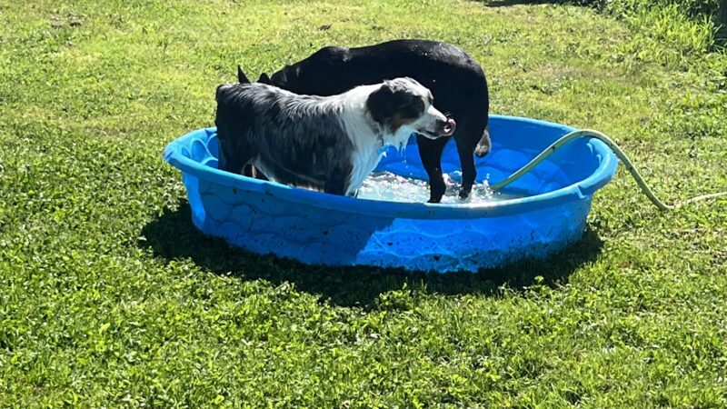 Hightailin' Pup - Myrtle Creek, OR