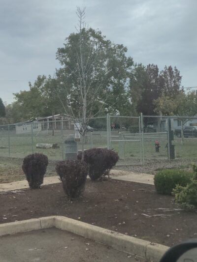 Myrtle Creek Dog Park - Myrtle Creek, OR
