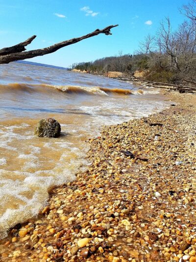 Purse (Nanjemoy WMA) - Nanjemoy, MD