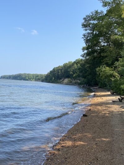 Purse (Nanjemoy WMA) - Nanjemoy, MD