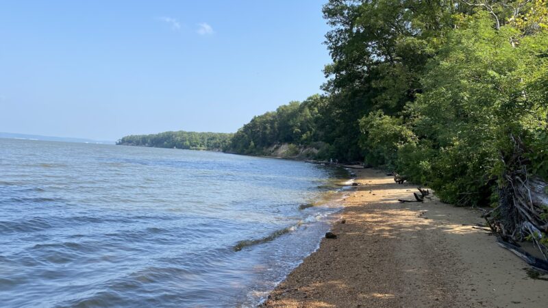 Purse (Nanjemoy WMA) - Nanjemoy, MD