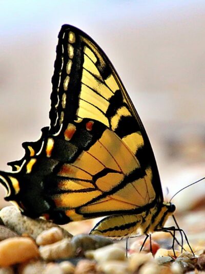 Purse State Park - Nanjemoy, MD