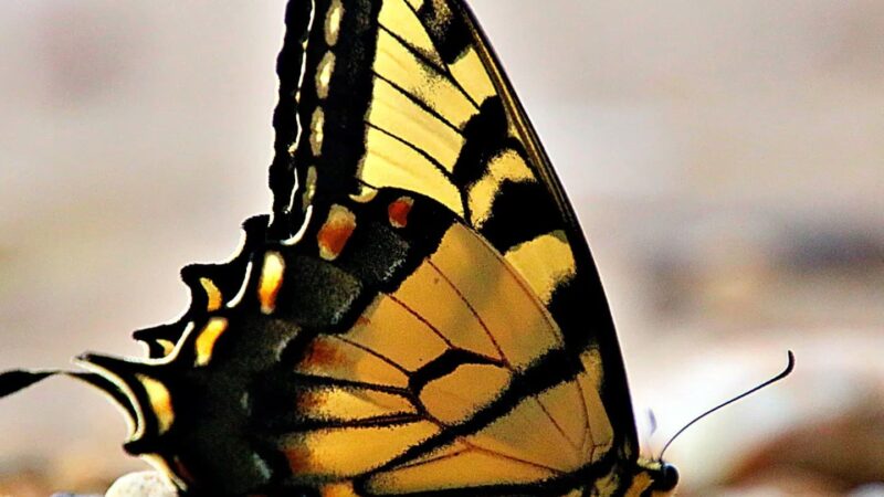 Purse State Park - Nanjemoy, MD