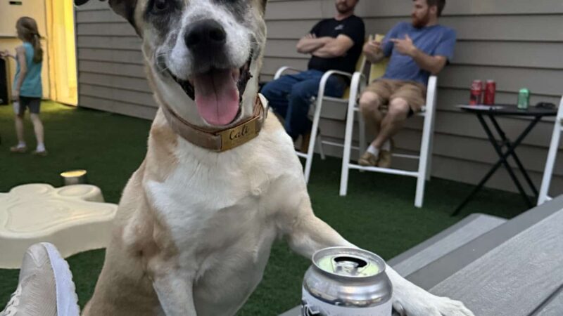Bark ‘n Brews - Nanuet, NY