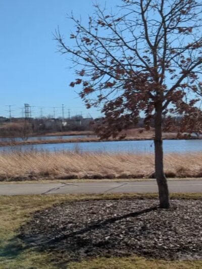 Whalon Lake Dog Park - Naperville, IL