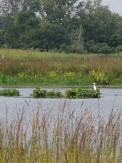 Whalon Lake Dog Park - Naperville, IL