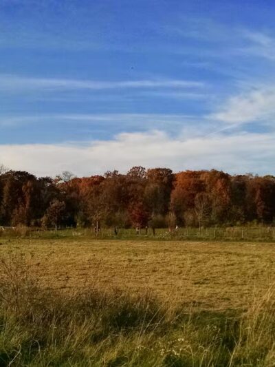 Whalon Lake Dog Park - Naperville, IL