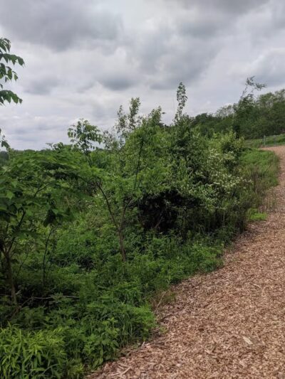Whalon Lake Dog Park - Naperville, IL